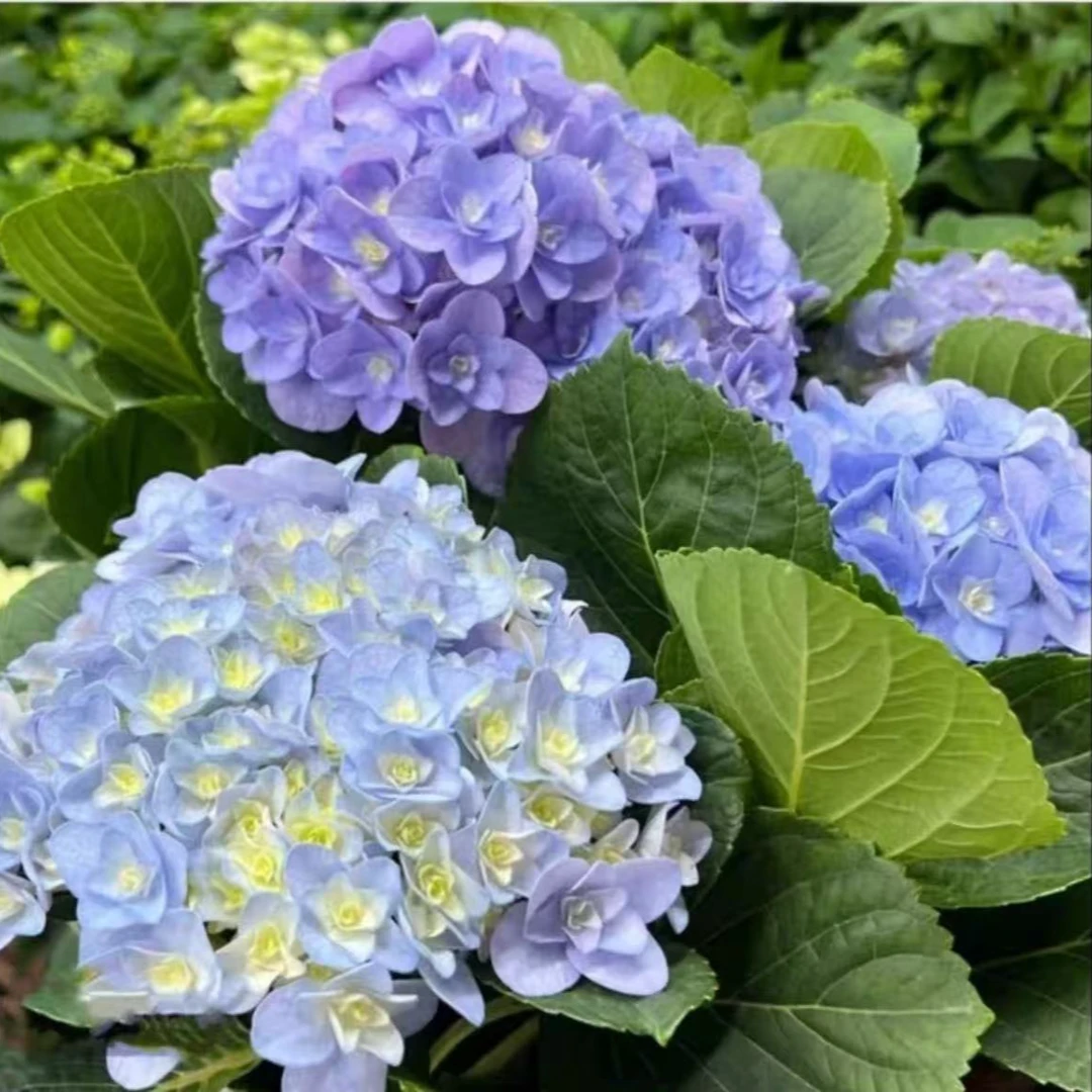 【混色秀球】高质量粉蓝紫色大花 不指定颜色不指定品种新老枝