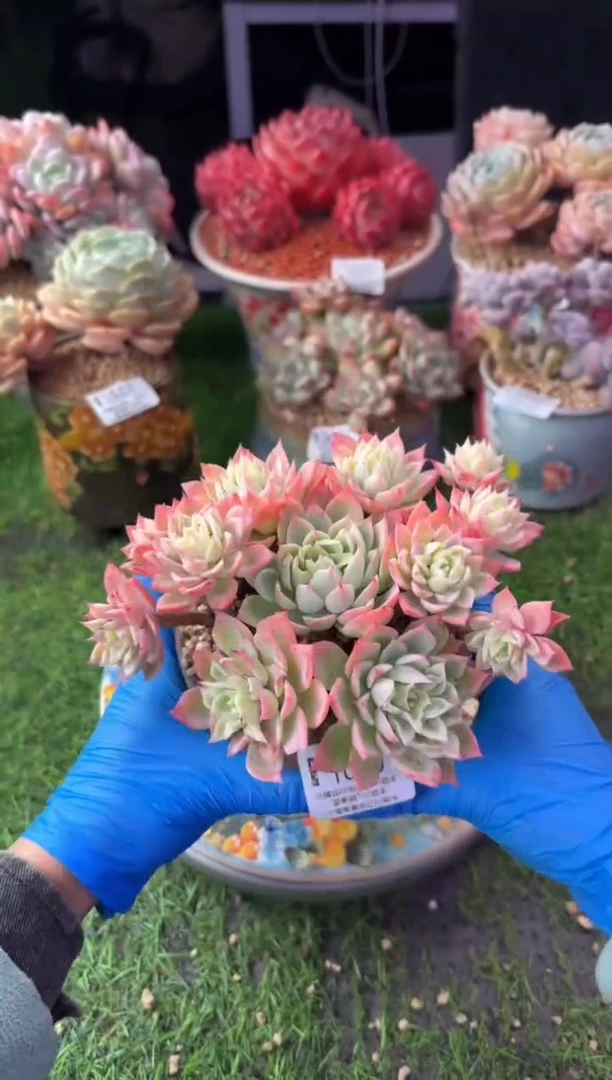 昆明印象多肉1040