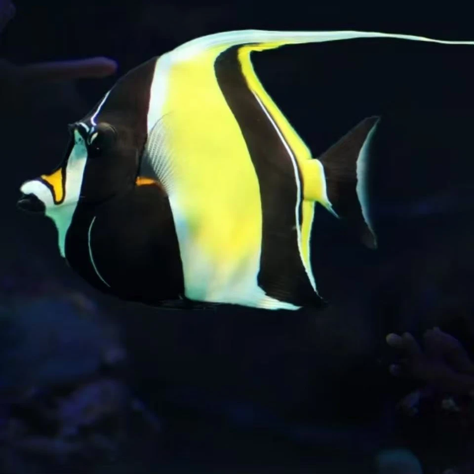 神像海水鱼售后需拍开箱视频（免包装费）