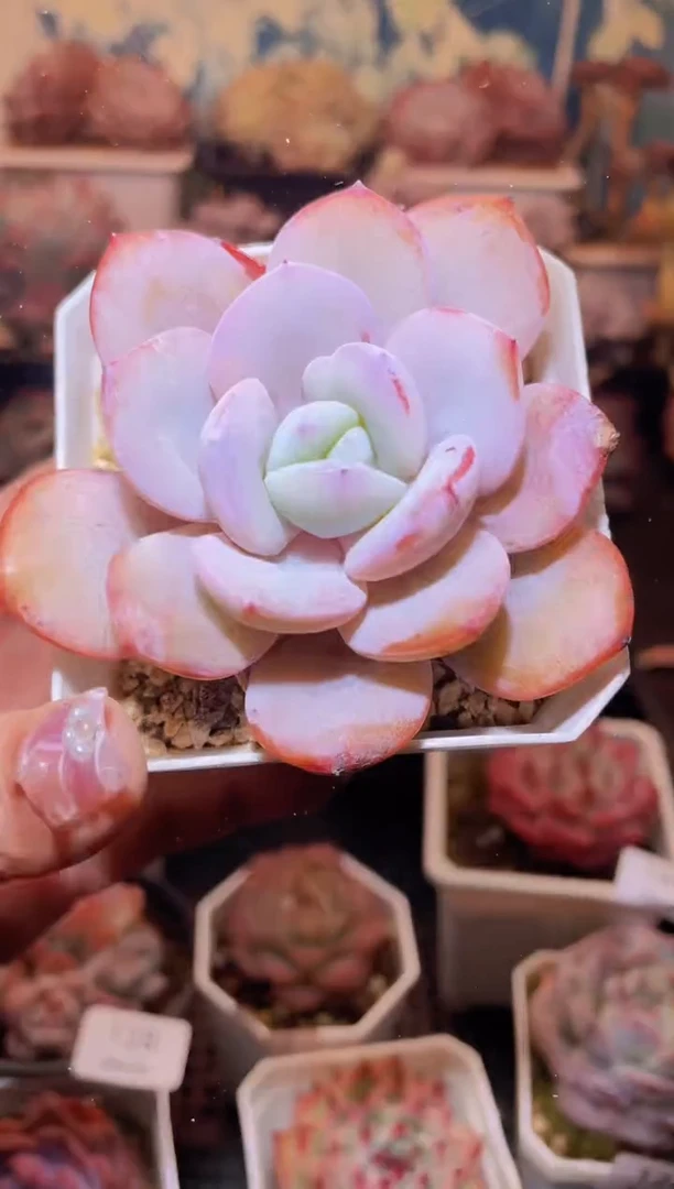 【闪购商品】130奶茶