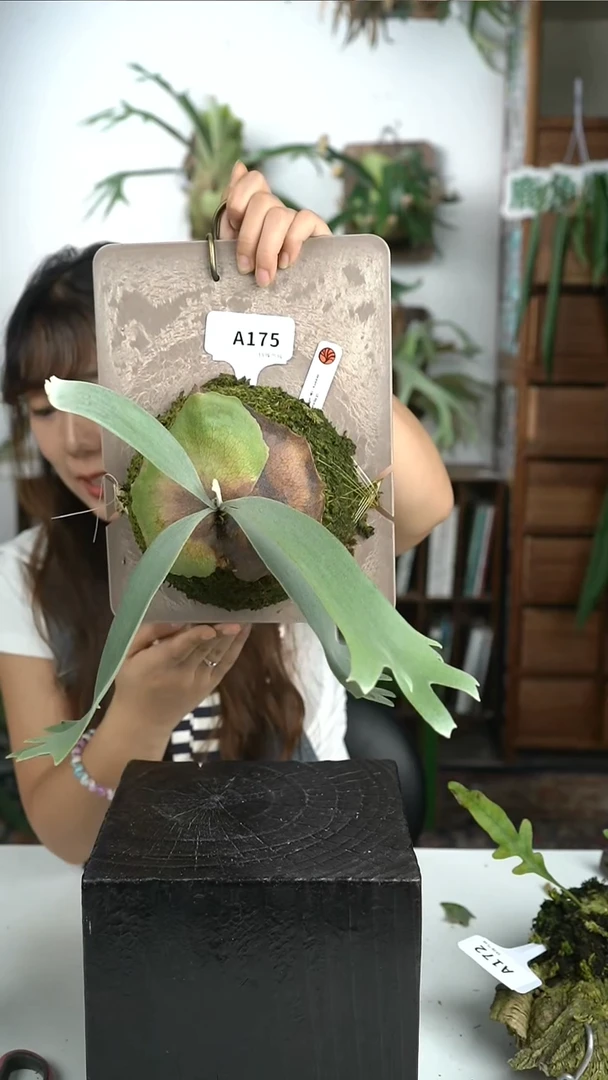 不开花植物A175-波哥苏丹孢子苗
