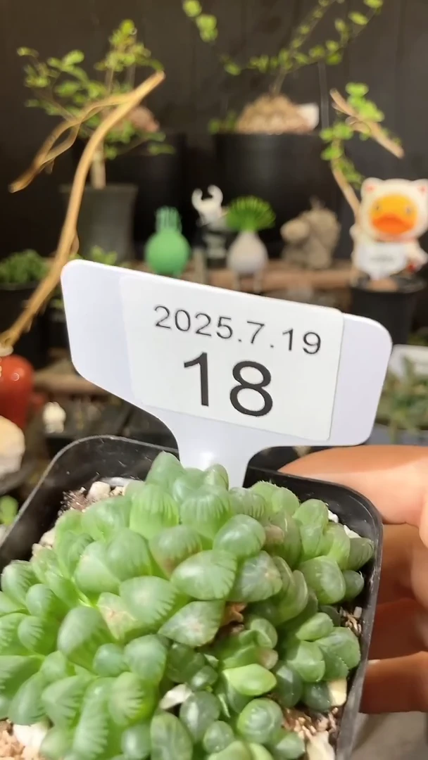 18号719福利植物