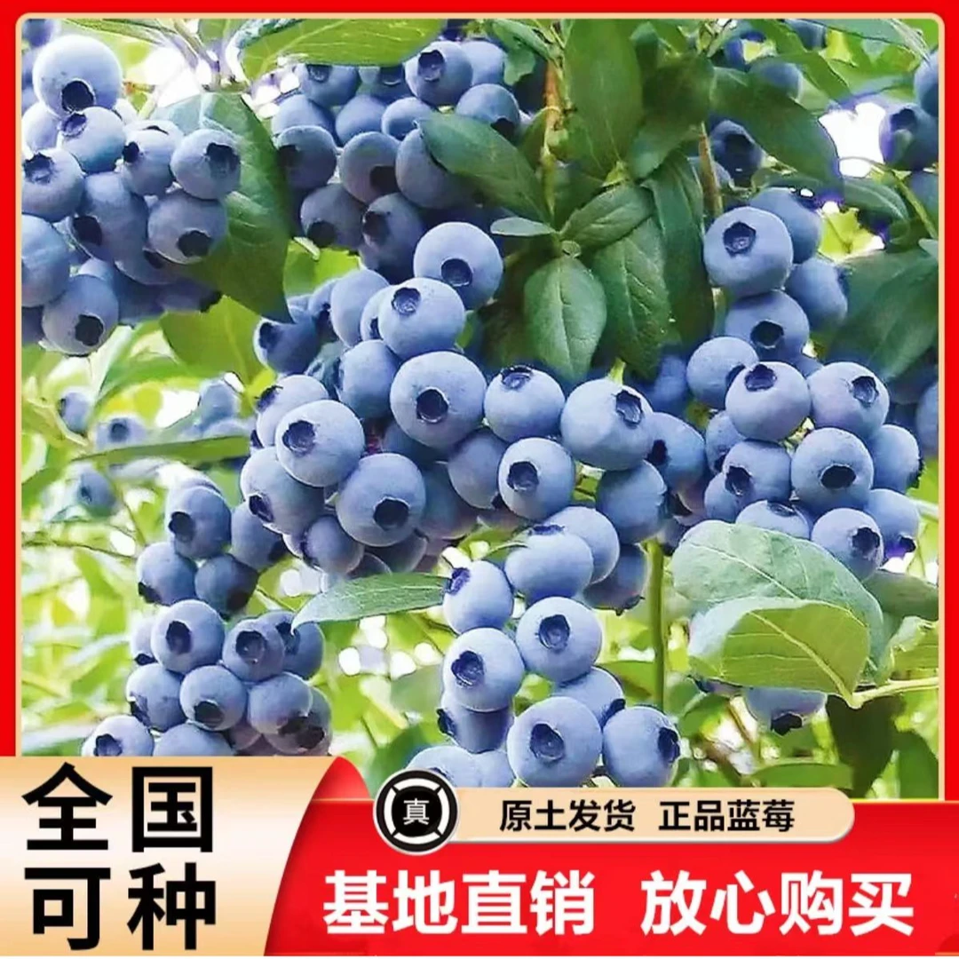 （小苗带花）1棵装 蓝莓苗带原盆原土发货南方北方种植带花带果发货