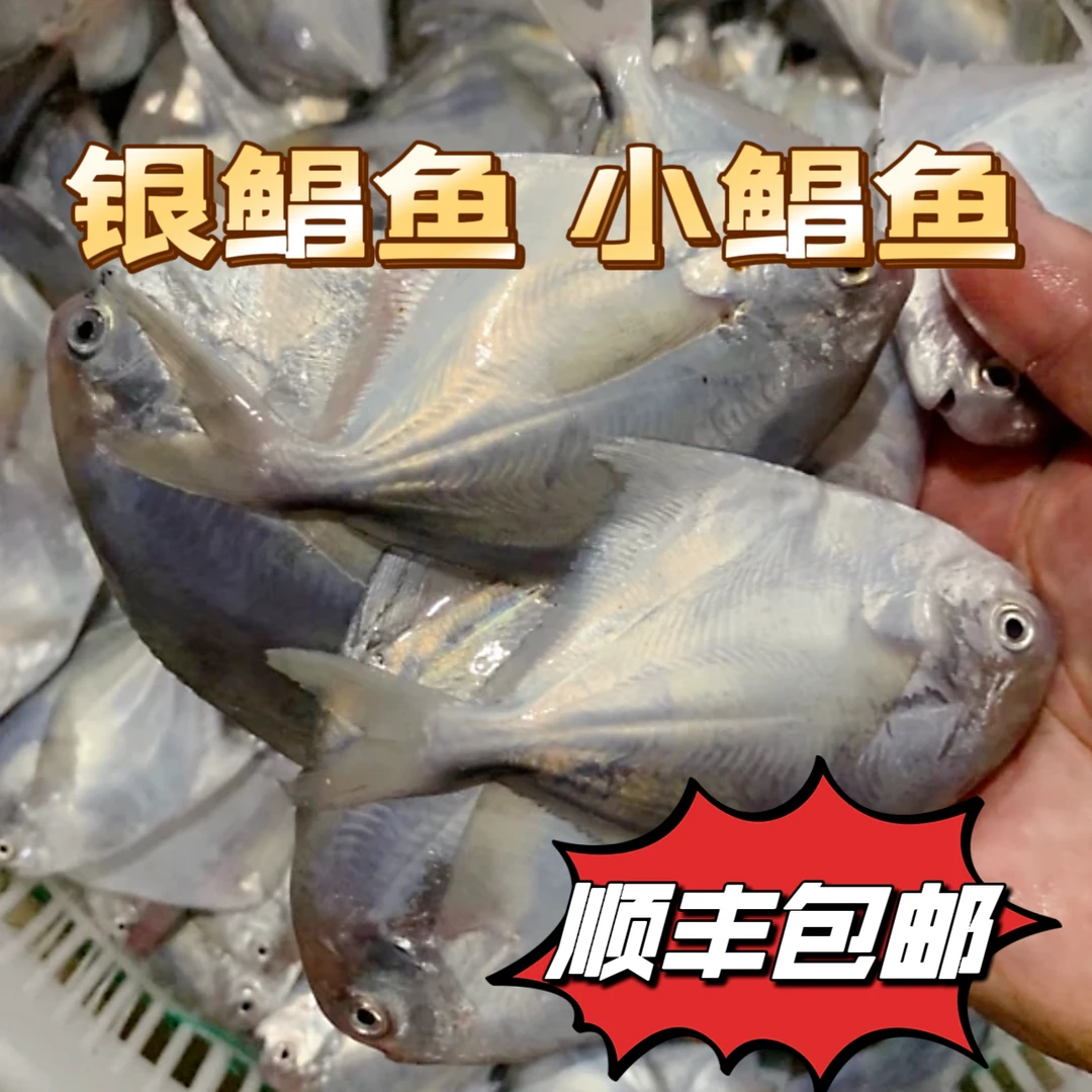 黄海渔港【一斤8-10条】小银鲳鱼 新粉送两斤 锁鲜发货 嫌小勿拍