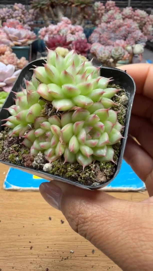 东云多肉园二店-117