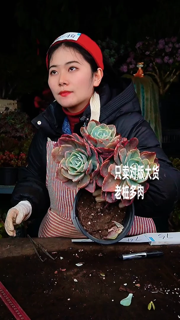 【闪购商品】白盆小彩蝶73号