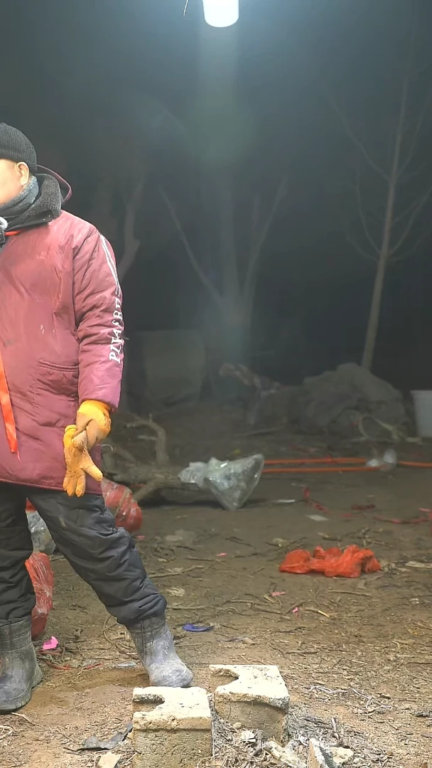 完全开放枣树000000