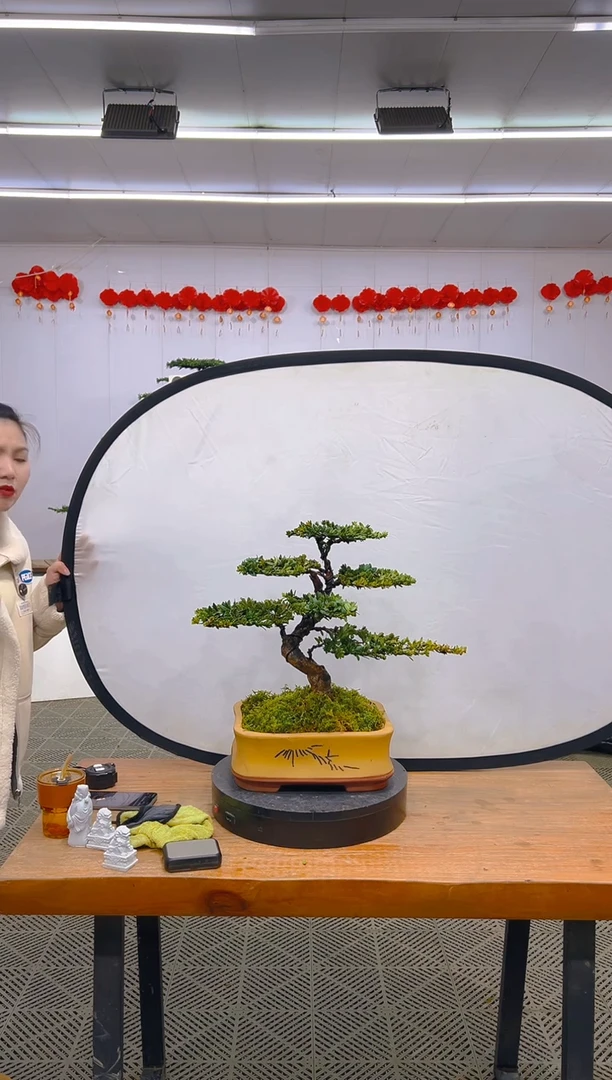 【闪购商品】盆景1