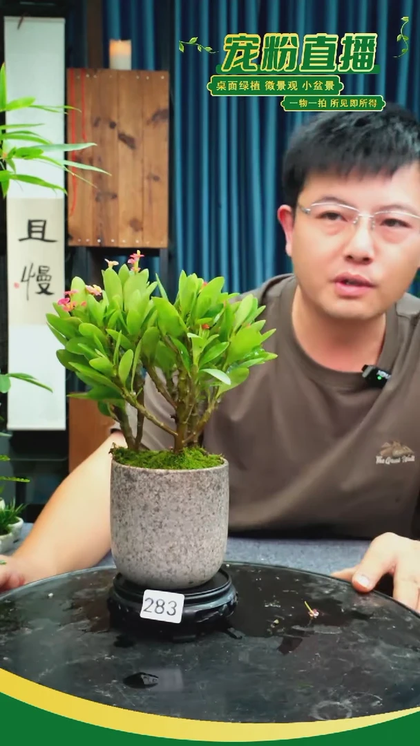 无花朵M*苔藓微景观283号
