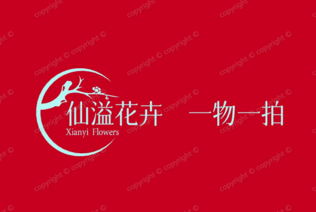金心橙白三角梅中高飘