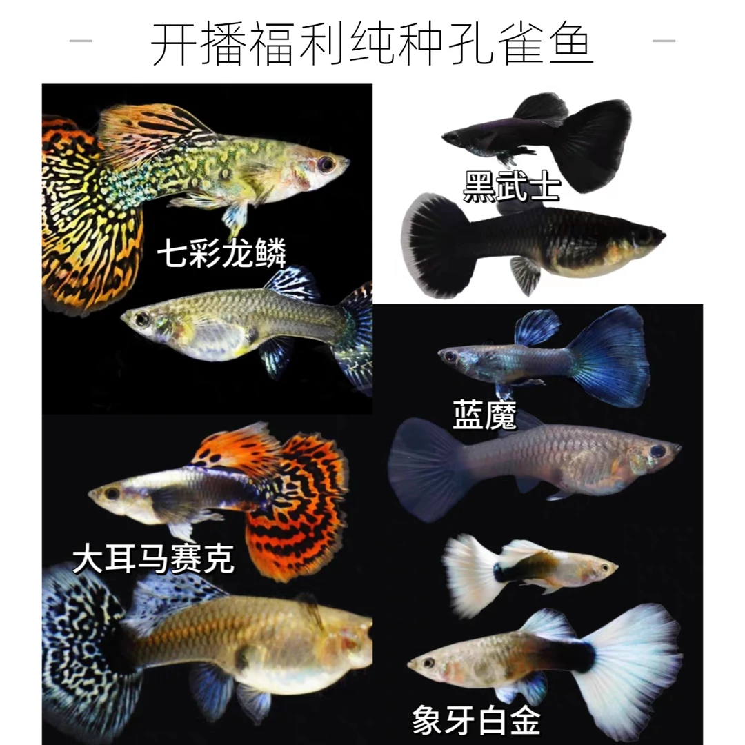 【深色混搭开播福利】8条+2条备损纯种观背孔雀鱼热带观赏鱼淡水