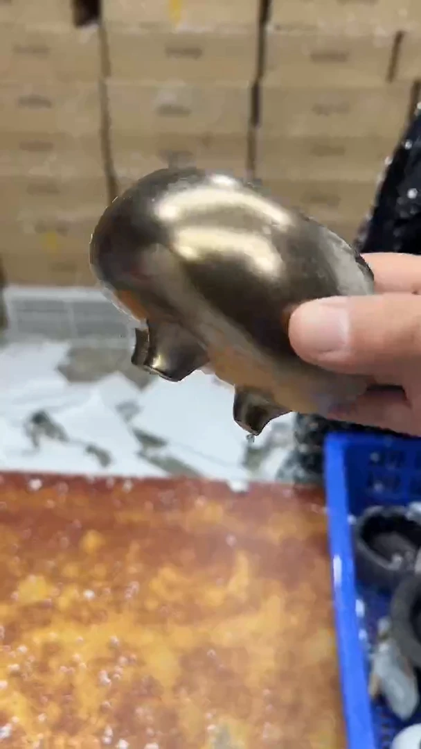 瓷片其他其他其他其他