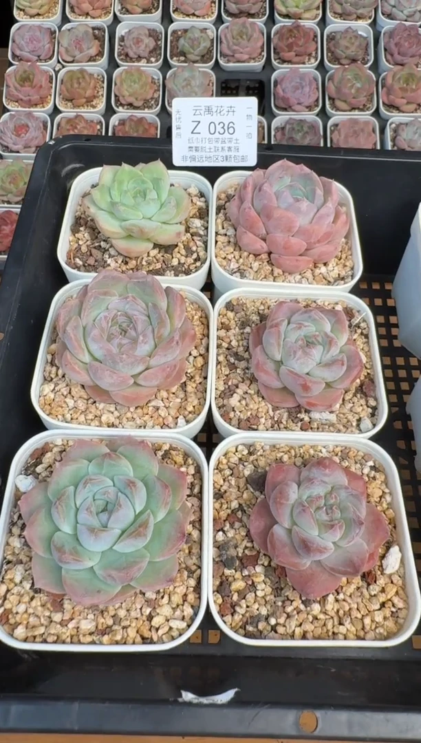 036Z珍妮多肉(6.5cm杯）一物一拍 带盆土发6颗