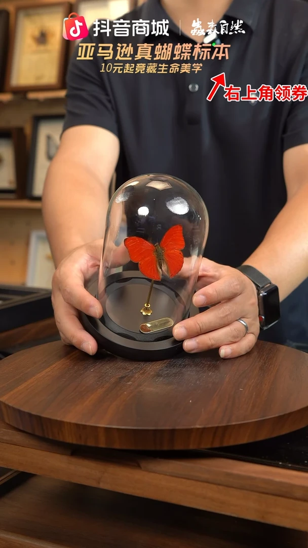 血漪蛱蝶小号玻璃罩