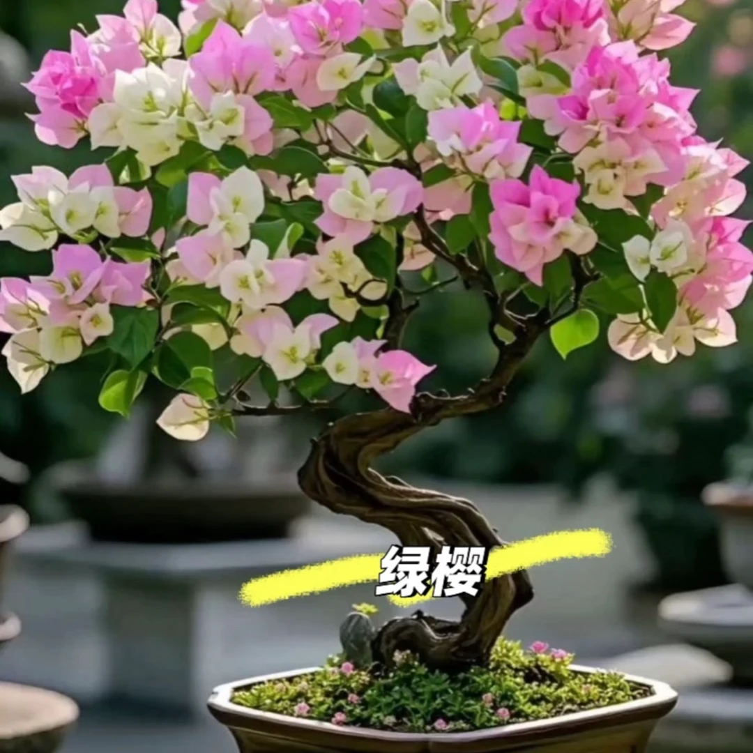 【彩花三角梅 绿樱】可飘枝垂吊爬藤懒人新手小白好养开花