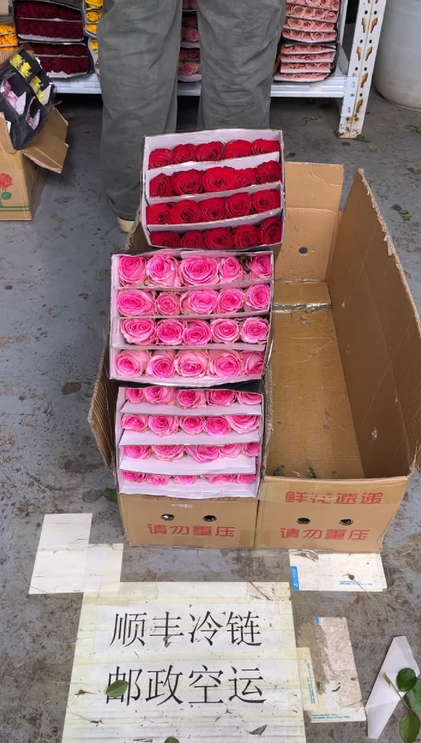 洛神2扎+高原红1扎