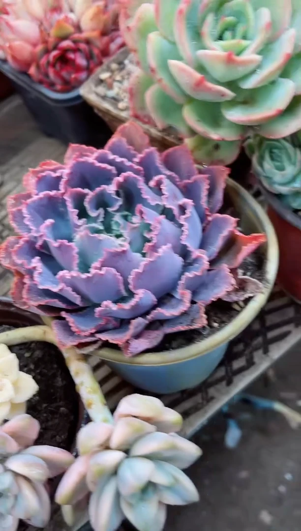 【闪购商品】07049