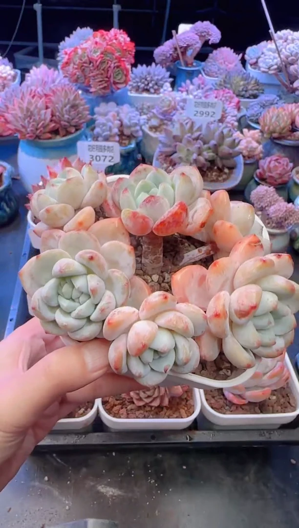 【闪购商品】3073.