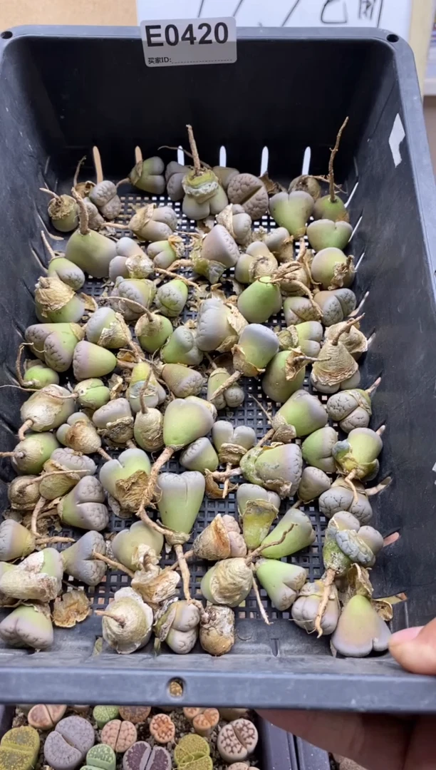 0420直播一物一拍