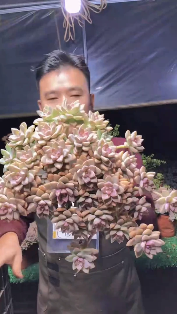 247淡雪缀化一物一拍