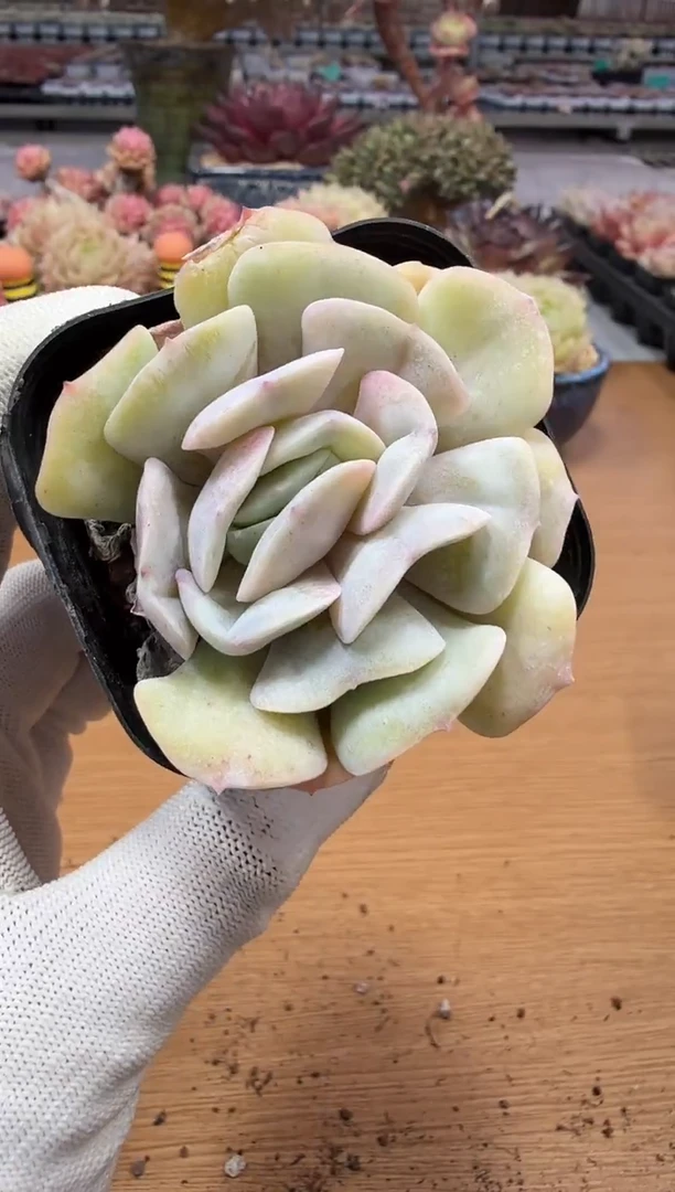 东云多肉园二店-216