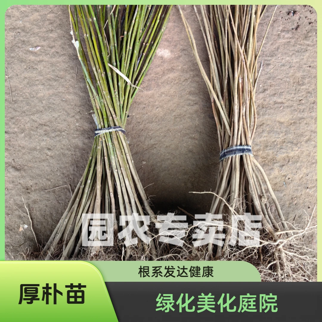 现挖厚皮厚朴树苗南北方种植中药材厚朴苗子批发基地直发保湿发货