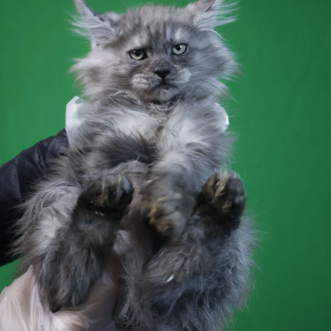 【楠楠缅因猫】烟灰色缅因猫咪活体