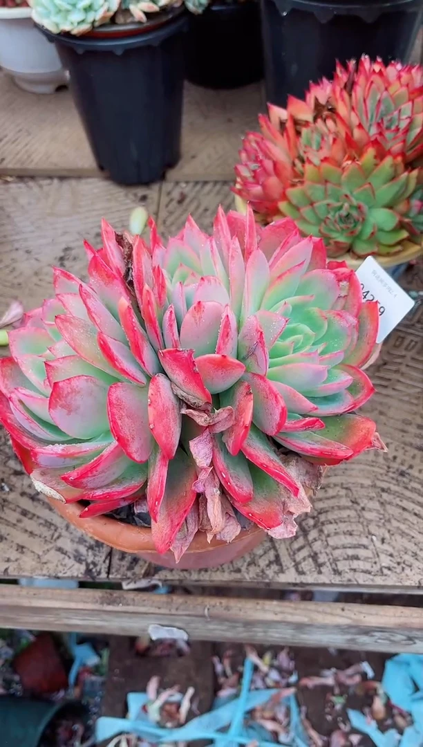 【闪购商品】04259