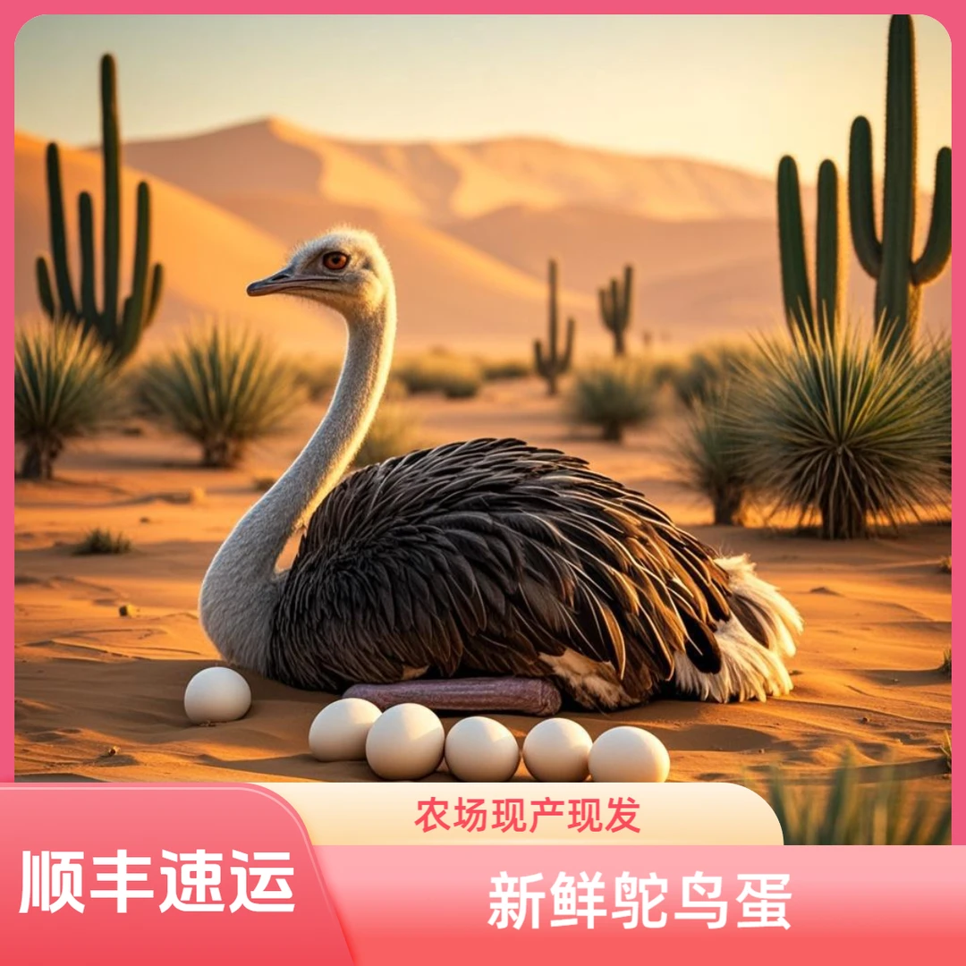 新鲜鸵鸟蛋 农场现产现发 可食用 节日礼品