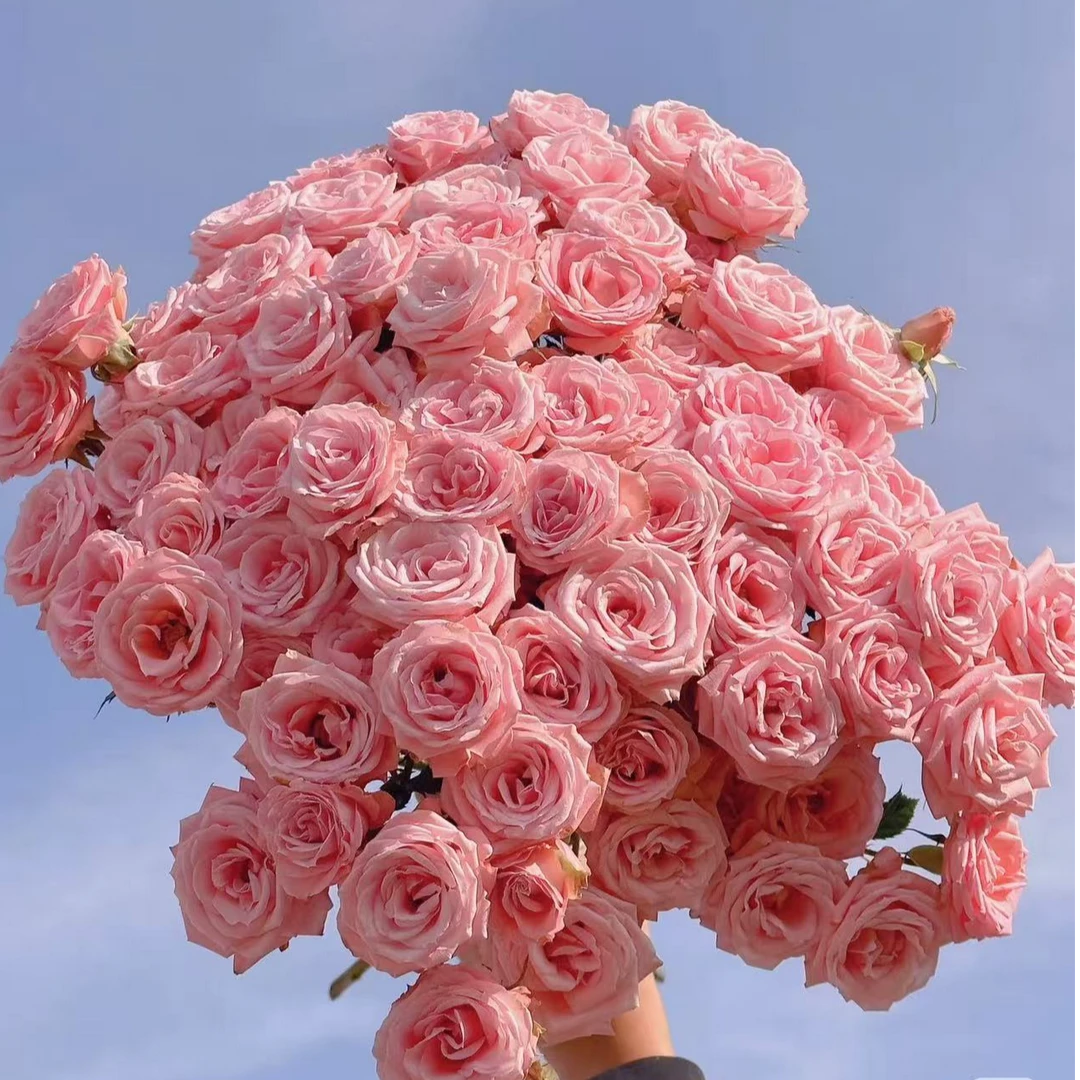 露露公主多头玫瑰：同一地址任意两单送配草