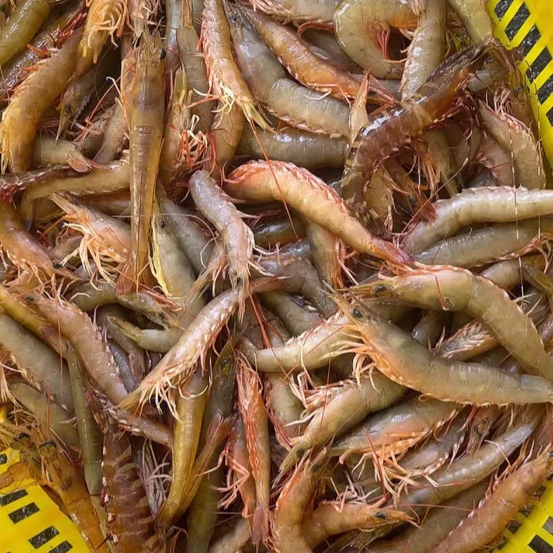 3斤小红虾 新鲜冷冻 野生海虾 3斤/袋 顺丰包邮