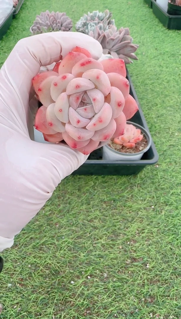 【闪购商品】梦会多肉一物一拍