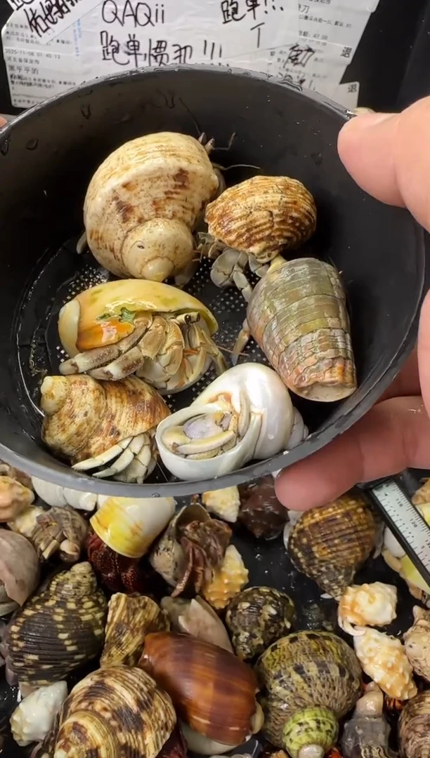 残联一份，六只包活三只