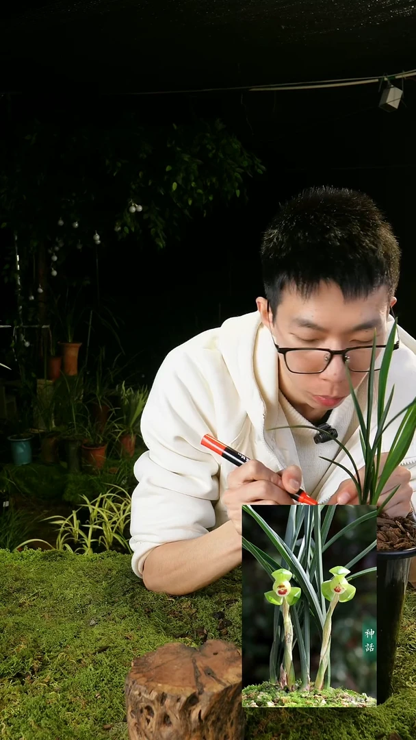 全部花苞沙*子春兰-神话（子母2苗）带盆种好