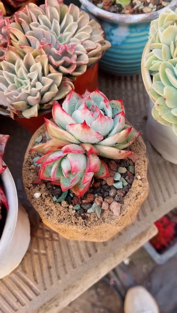 【闪购商品】15139