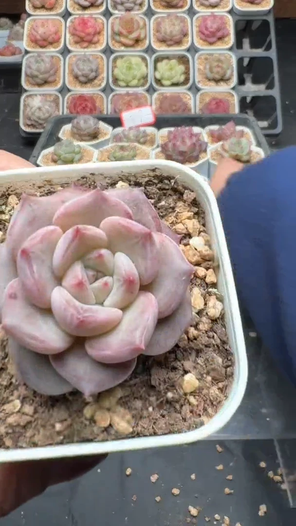 【闪购商品】776号珍妮多肉一物一拍3单包邮