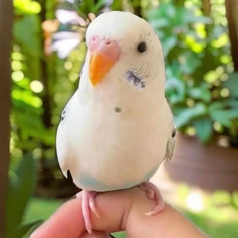 国血已驯化技能互动虎皮鹦鹉宠物-一物一拍