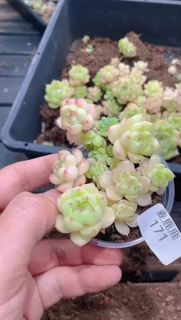 171霓虹       量拍