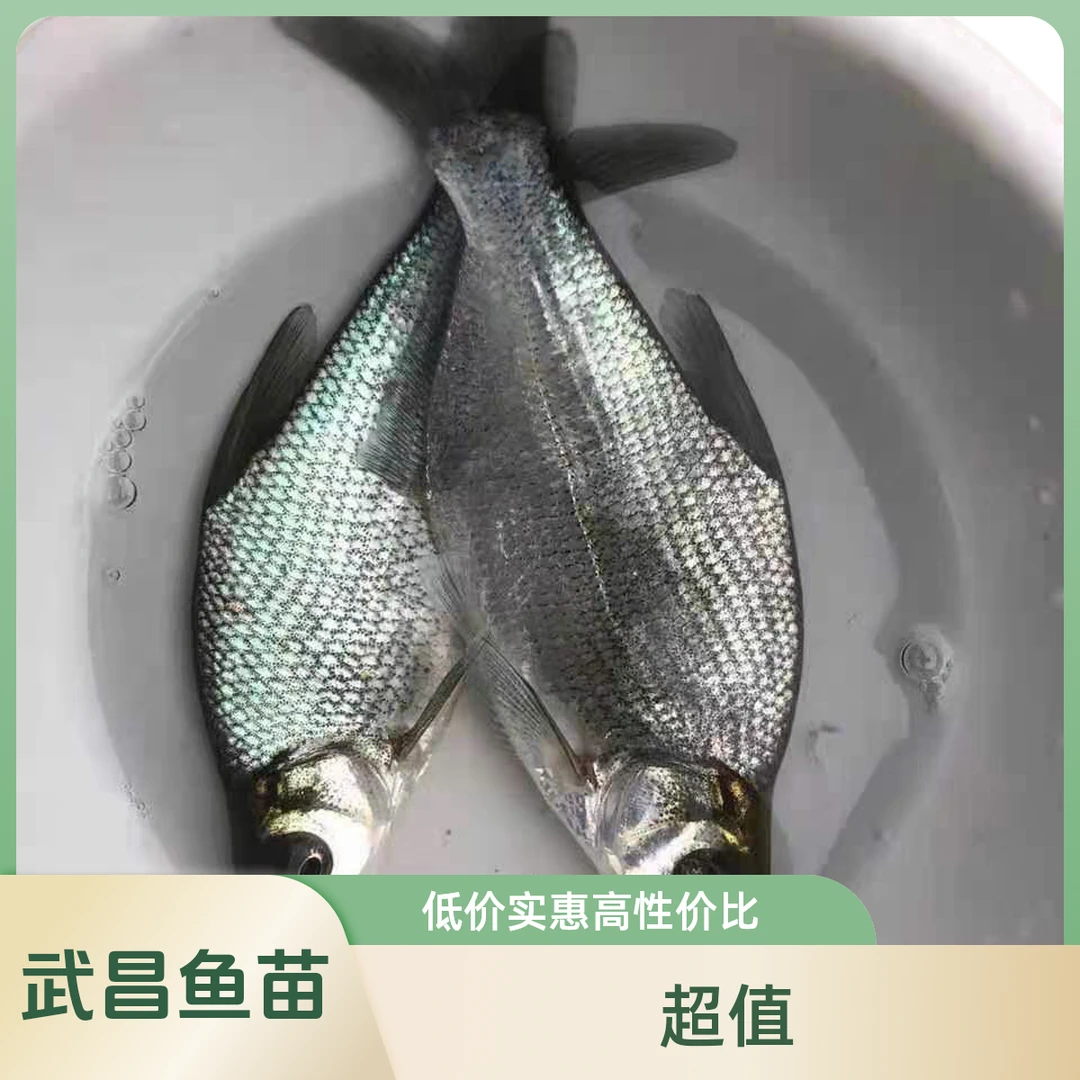 武昌鱼苗鳊鱼苗团头鲂团头鳊平胸鳊淡水养殖食用鱼鲜活本地鱼苗