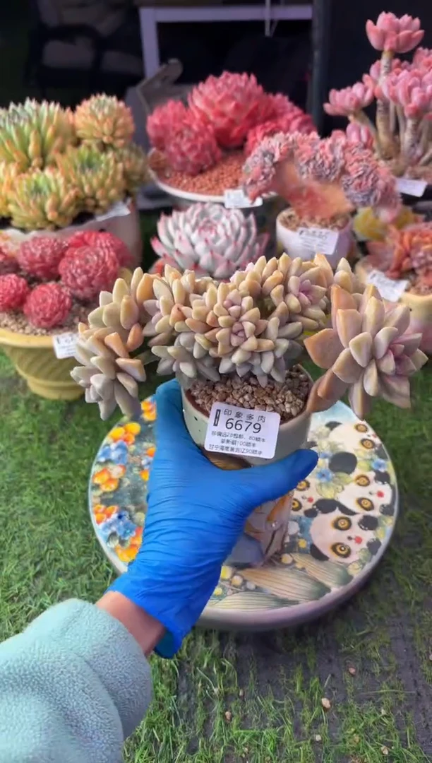 昆明印象多肉6679