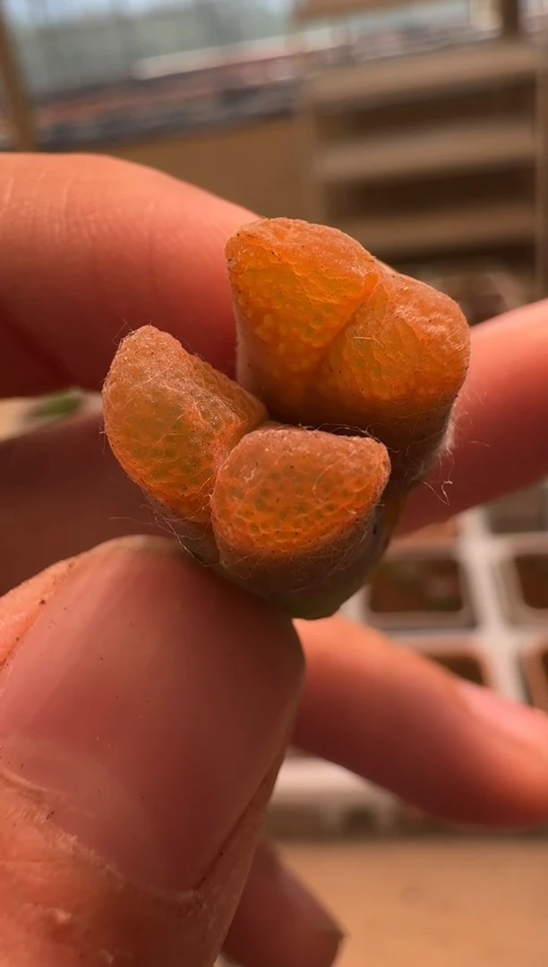 美丽的肉石头- 甜橙50