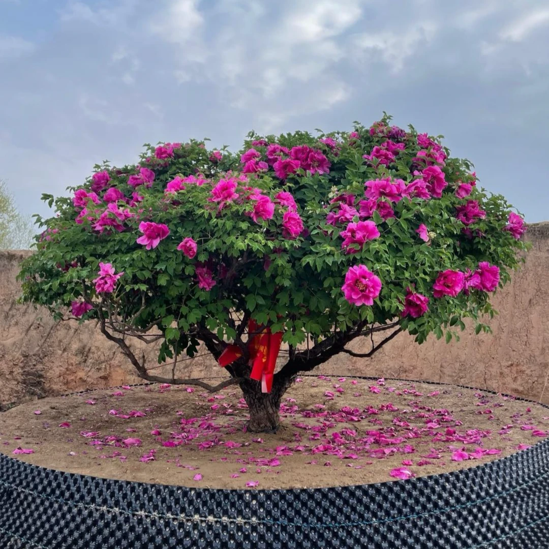 牡丹花甘肃紫斑牡丹庭院阳台高原牡丹花耐寒植物