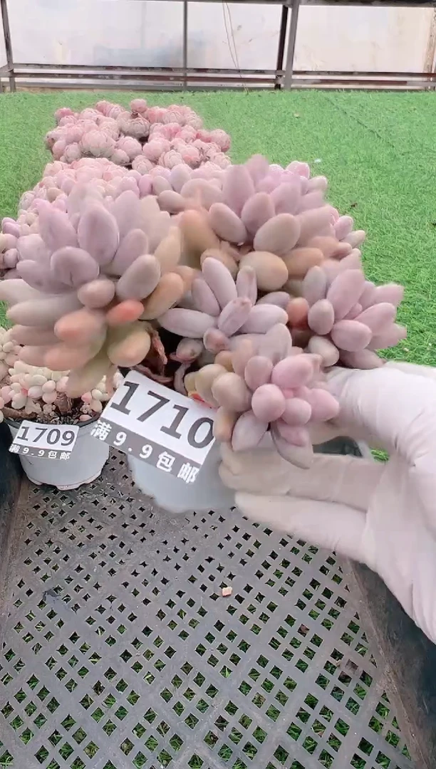 【闪购商品】信福多肉一物一拍