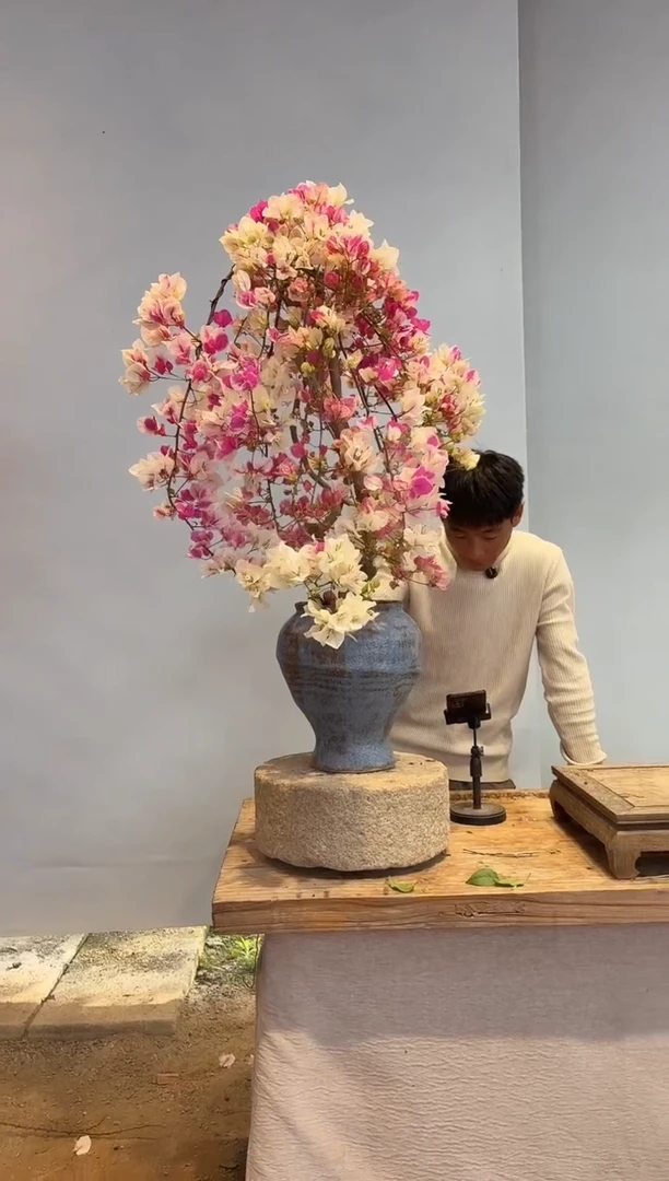以实际为准三角梅12
