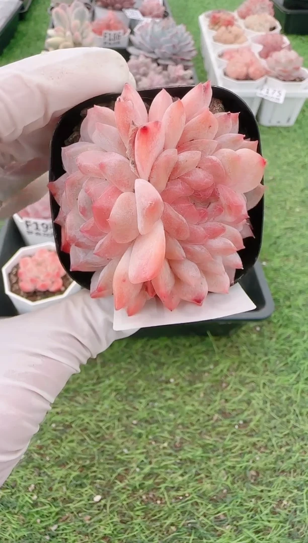 【闪购商品】梦会多肉一物一拍