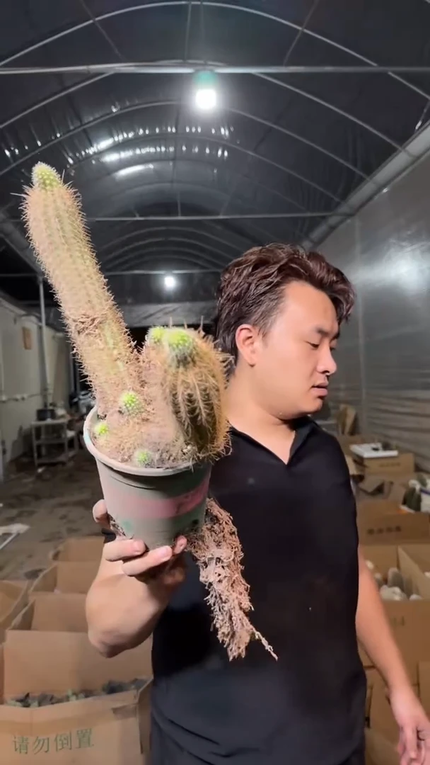 巨无霸 毛花柱【带根】徒长