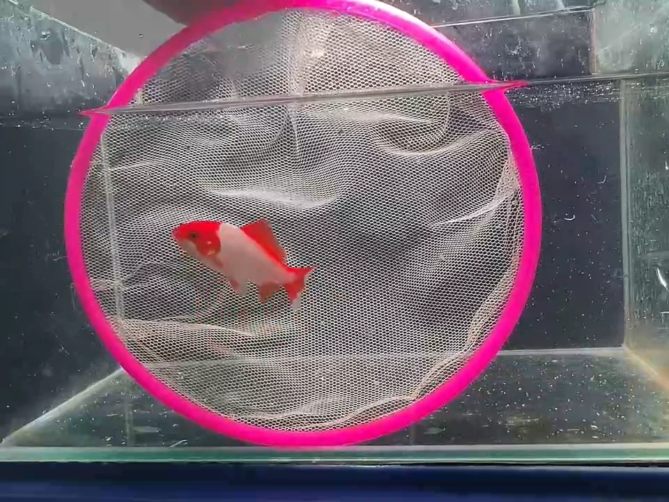 金鱼短尾草金专拍链接128