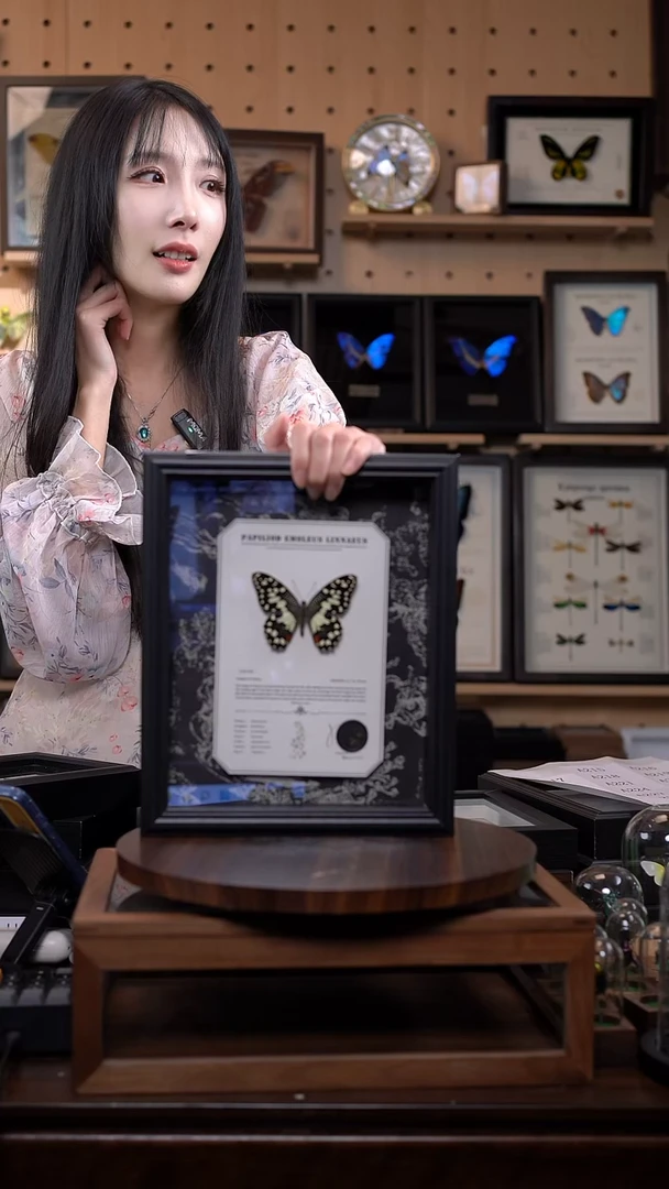 达摩凤蝶10寸新款布艺