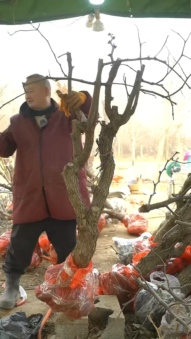 完全开放枣树773