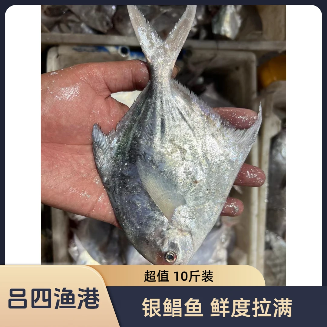 吕四本港海捕银鲳鱼10斤装（1斤6-8条规格）